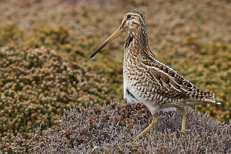 Magellanic Snipe - Sea Lion Island