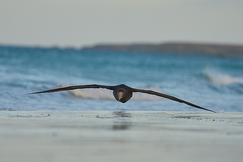 Souther Giant Petrel - Falkland Islands - Oct 23