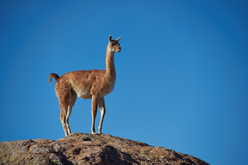 Guanaco on the Altiplano - Altiplano of North-East Chile