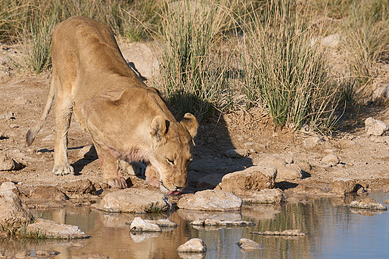  - Etosha National Park - September 2025