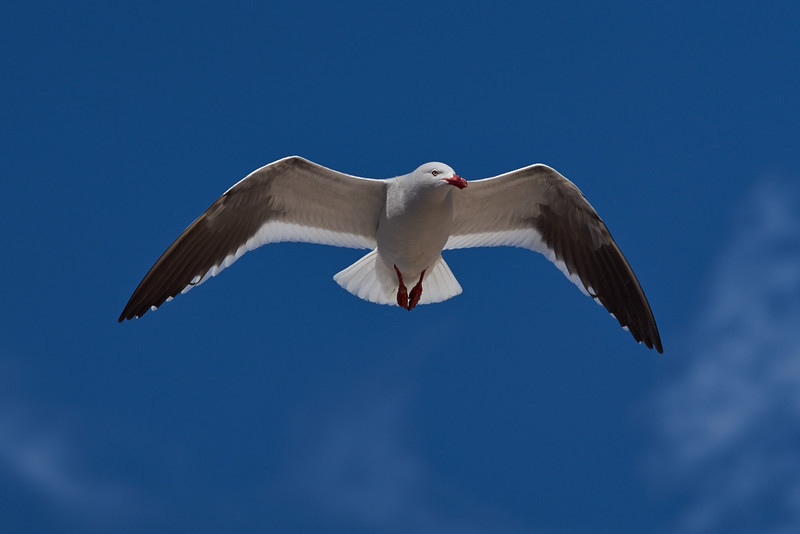 Dolphin Gull in Flight - Carcass Island