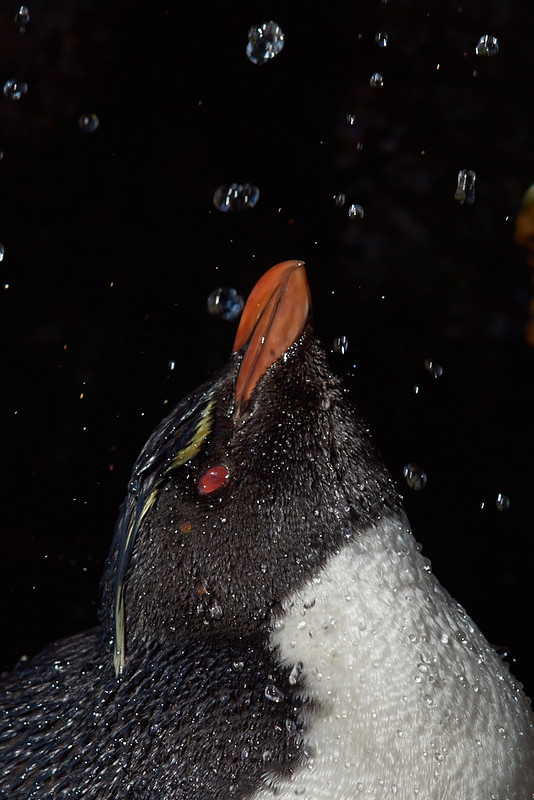 Rockhopper Penguin Shower - Saunders Island