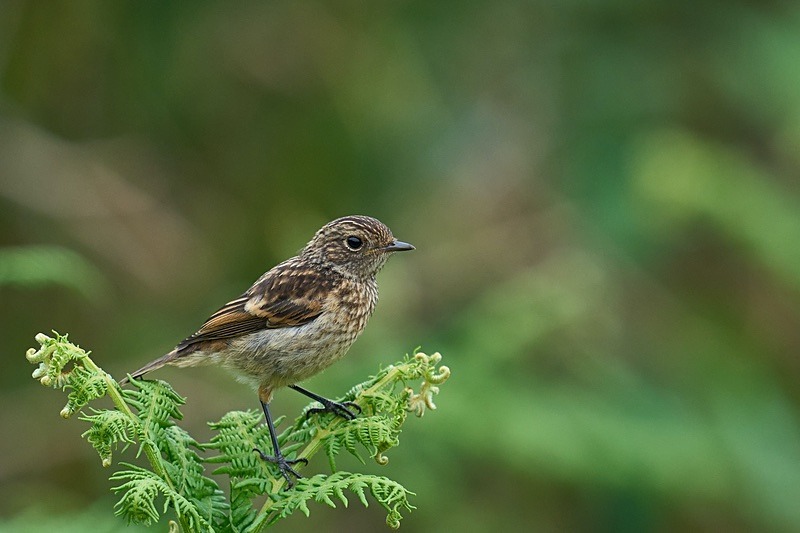 Stonechat - Puffins of Skomer