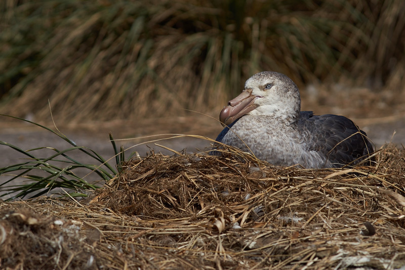 Northern Giant Petrel on its Nest - Carcass Island