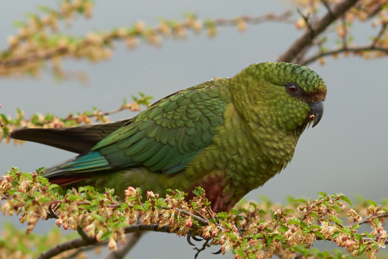 Austral Parakeet - Carretera Austral - North