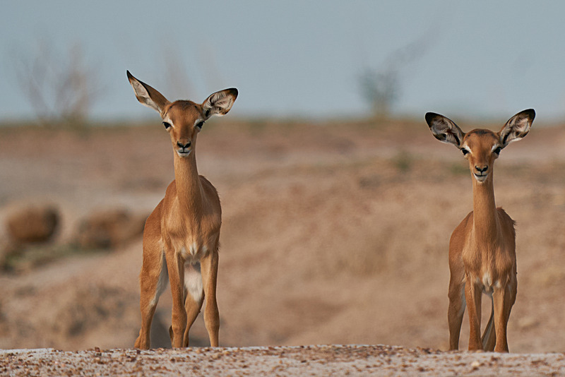 Young Impala - South Luangwa National Park - Nov 2023