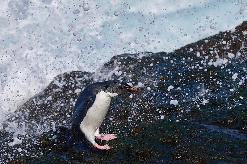 Southern Rockhopper Penguin - Falkland Islands - Oct 23