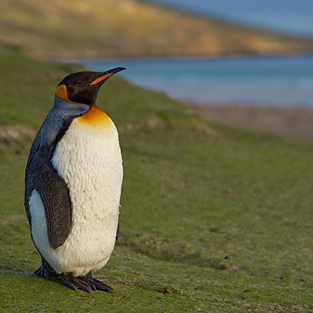 King Penguin - Saunders Island