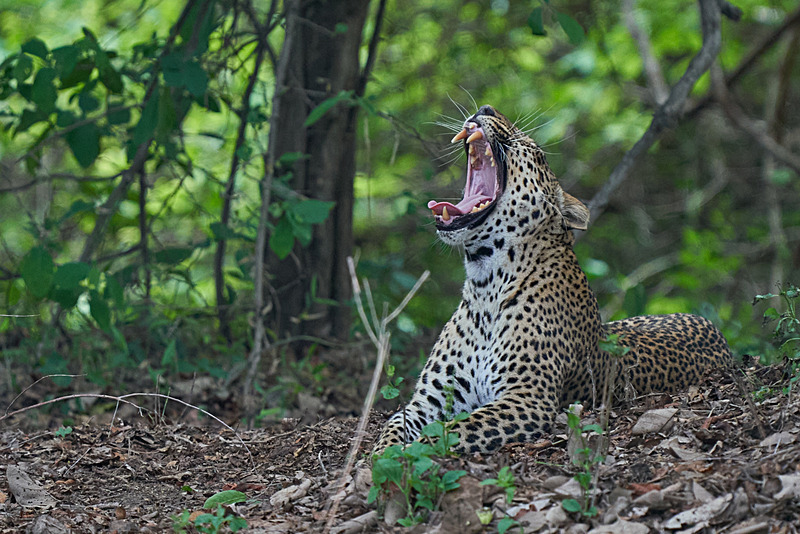 Leopard yawn - South Luangwa National Park - Nov 2023