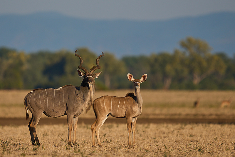  - Lower Zambezi National Park - May 2026