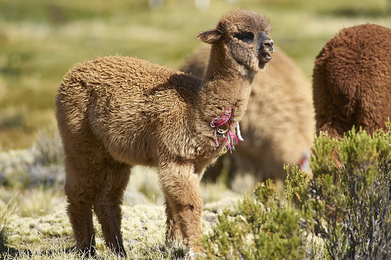 Baby Alpaca - Altiplano of North-East Chile