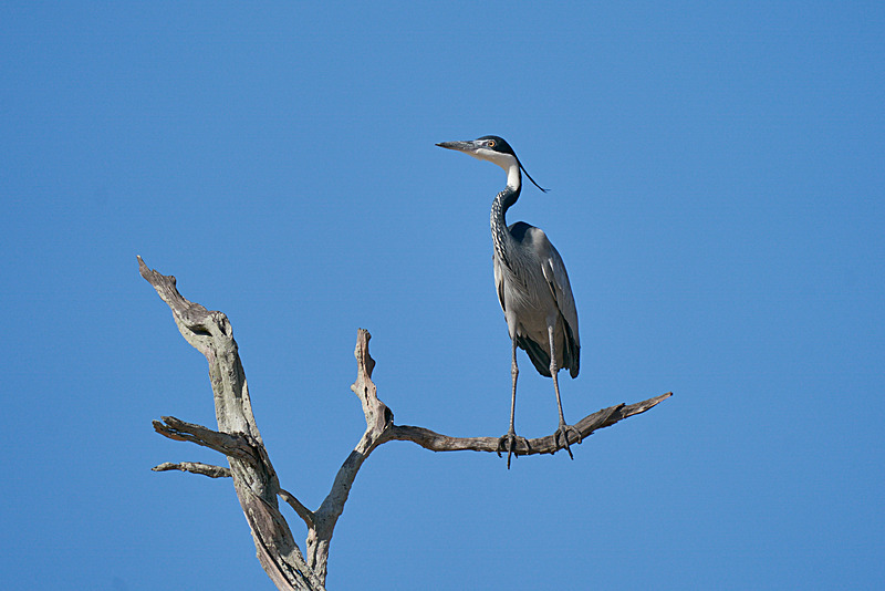Black-headed Heron - South Luangwa National Park - Nov 2023
