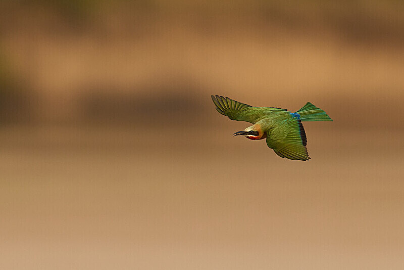 White-fronted Bee-eater in flight - South Luangwa National Park - April 2024