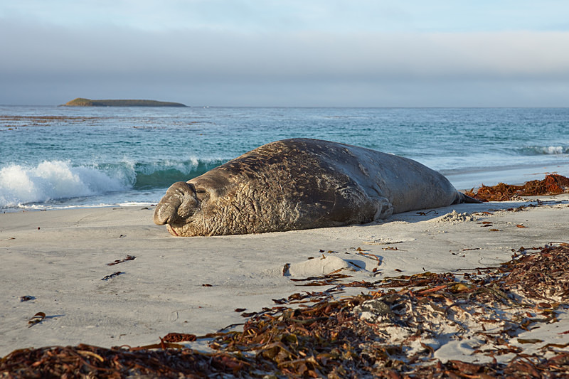 Elephant Seal - Sea Lion Island