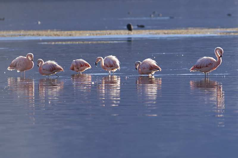 Chilean Flamingos - Altiplano of North-East Chile