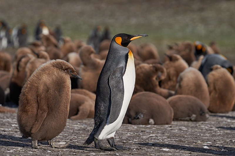 King Penguin and chick - Falkland Islands - Oct 23
