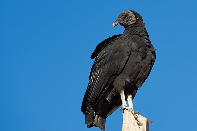 Black Vulture - Wildlife of Chile
