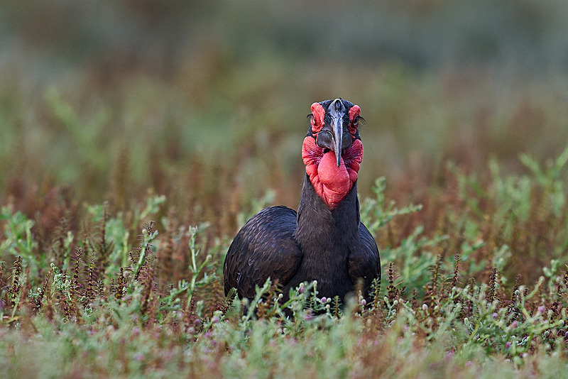  - South Luangwa National Park - May 2025