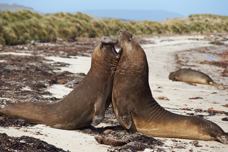 Elephant Seals Fighting - Carcass Island