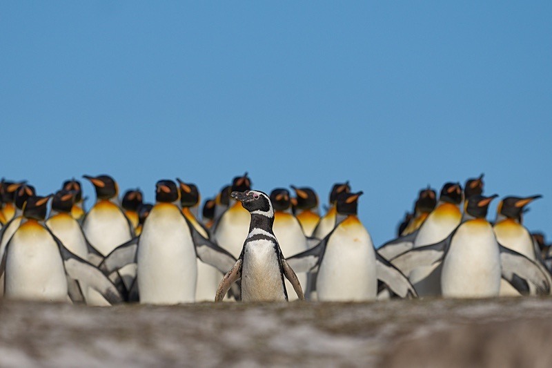 King Penguins invade Magellanic Penguin colony - Falkland Islands - Oct 23