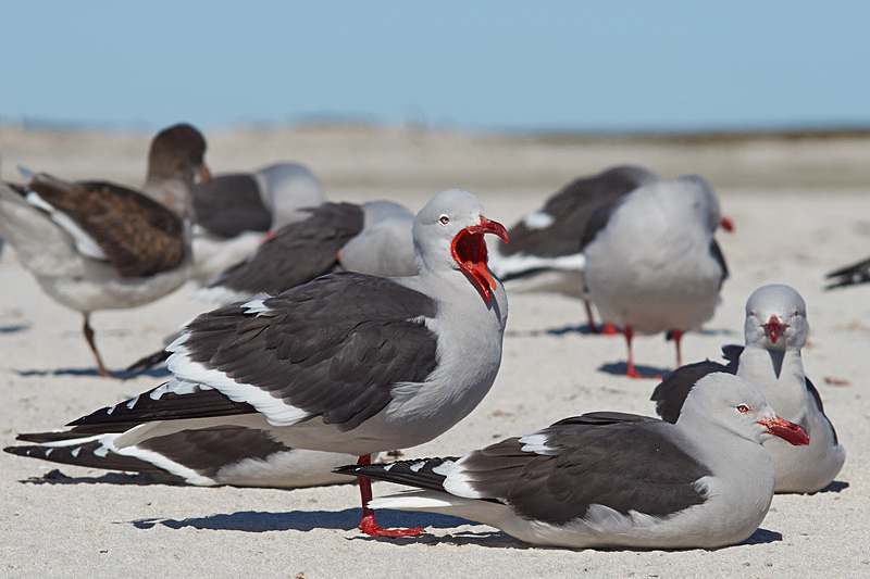 Dolphin Gulls - Bleaker Island