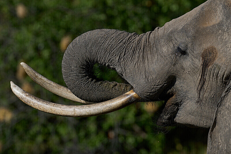 Elephant drinking - South Luangwa National Park - April 2024