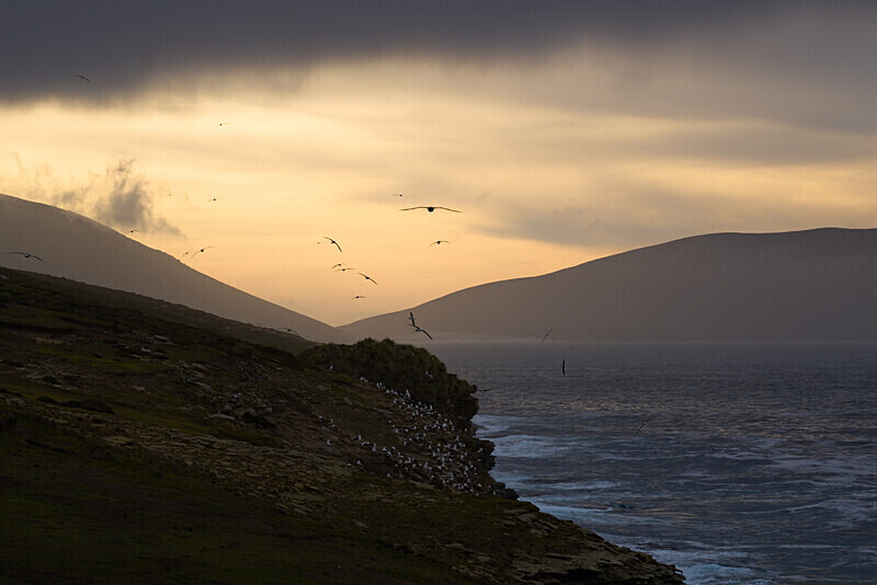 Black-browed Albatross - Falkland Islands Oct 22
