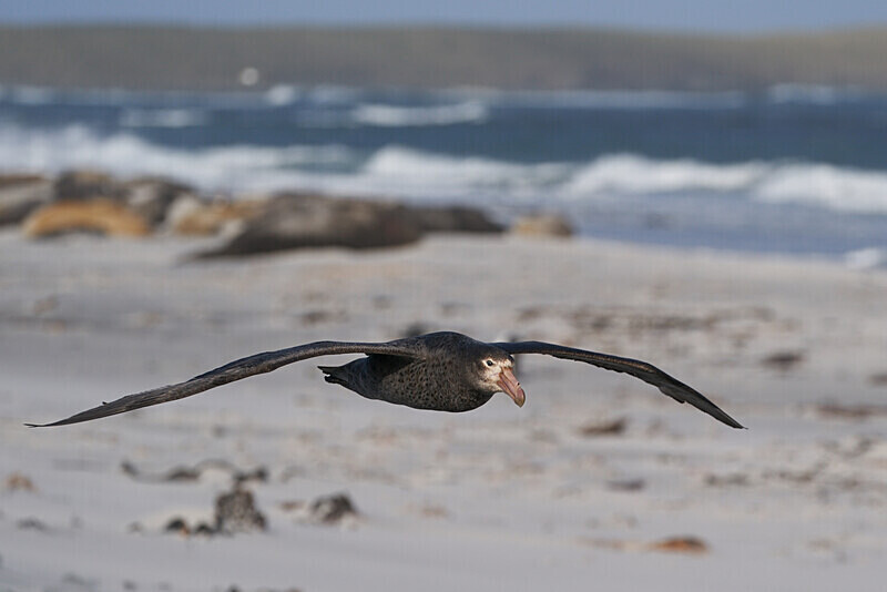Southern Giant Petrel - Falkland Islands Oct 22