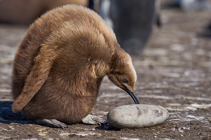 Juvenile King Penguin - Falkland Islands - Oct 23