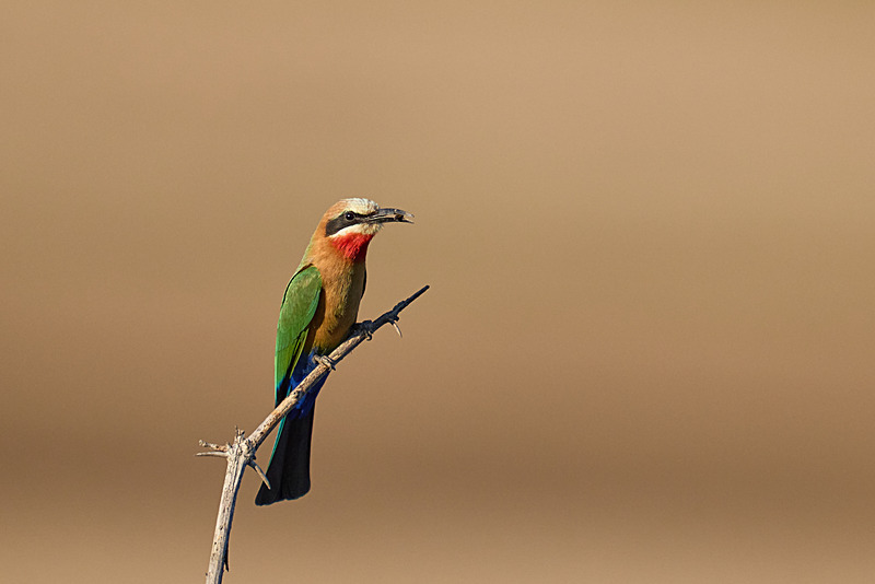  - South Luangwa National Park - May 2025