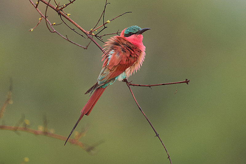  - South Luangwa National Park - November 2025