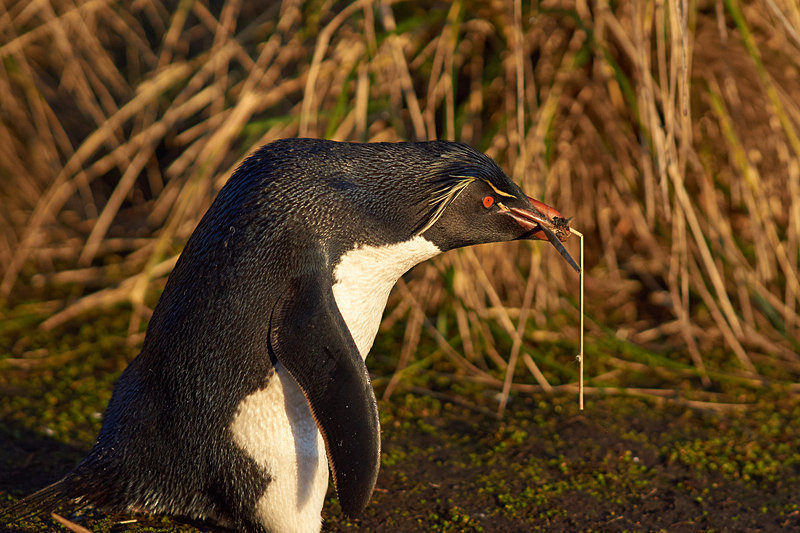 Rockhopper Penguin Collecting Nesting Material - Bleaker Island