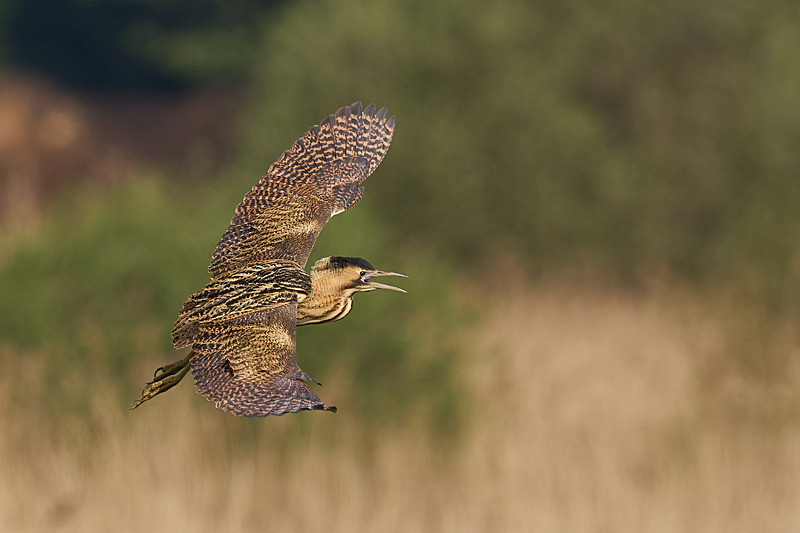  - Wildlife of the Somerset Levels