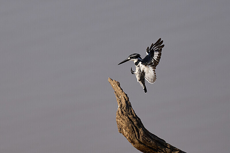 Pied Kingfisher - South Luangwa National Park - April 2024
