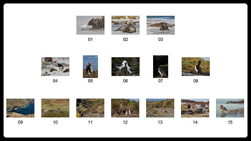 Presentation-layout_3_5_7_digital - ARPS Panel - Wildlife of the Falkland Islands