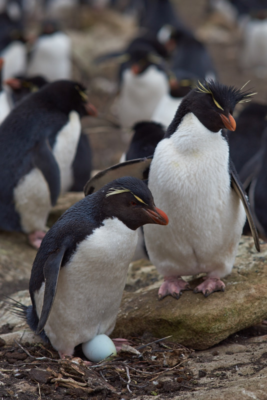 Rockhopper Penguin - Saunders Island