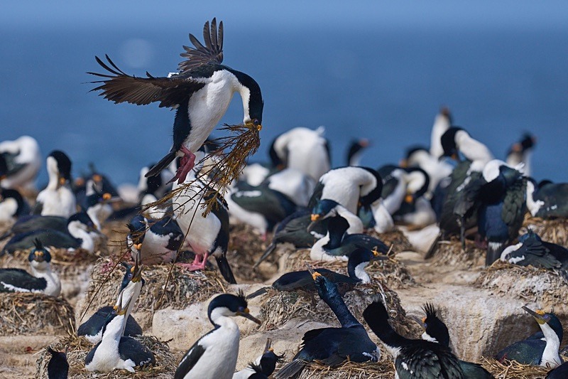 Imperial Shag - Falkland Islands - Oct 23