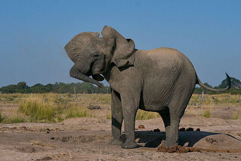 Angry Elephant - South Luangwa National Park - April 2024