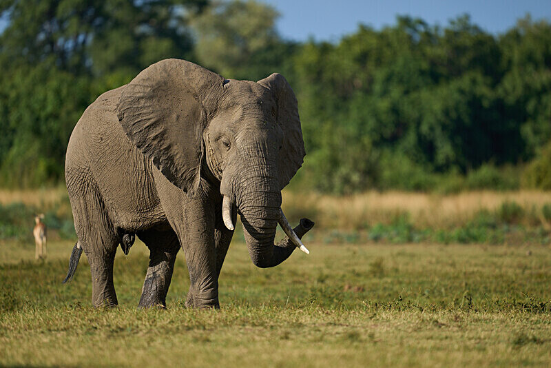Bull Elephant in Musth - South Luangwa National Park - April 2024