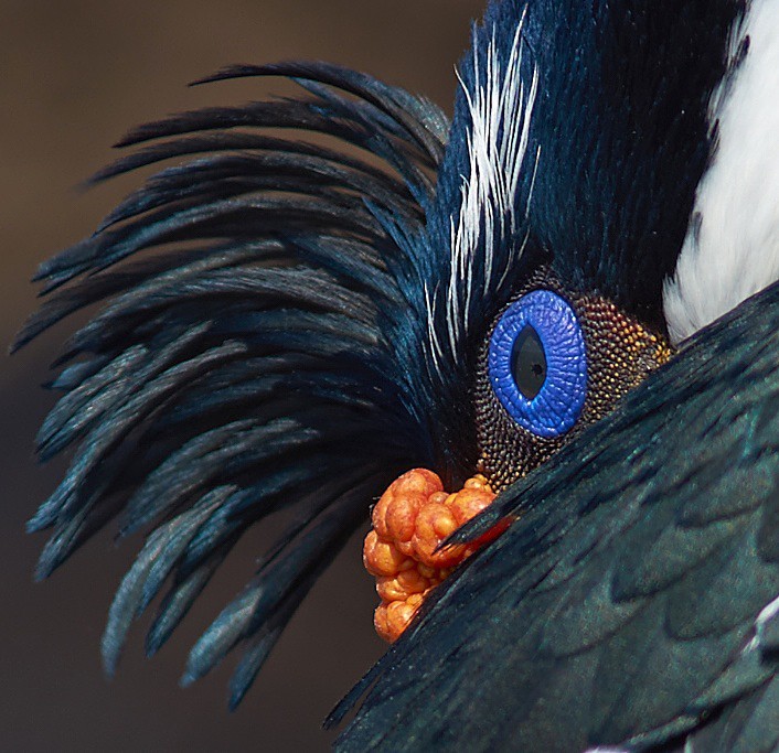 Imperial Cormorant - Saunders Island