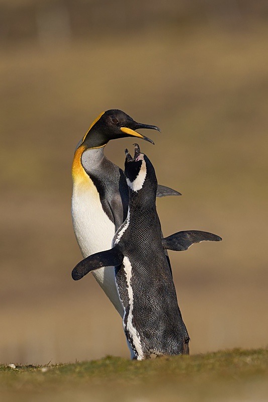 Squabbling Penguins - Falkland Islands - Oct 23