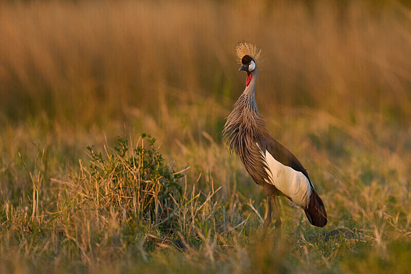 Grey Crowned Crane - South Luangwa National Park - April 2024