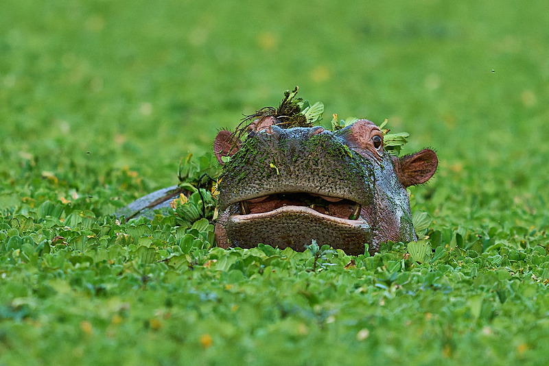  - South Luangwa National Park - May 2025