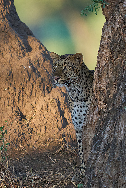  - Lower Zambezi National Park - May 2026