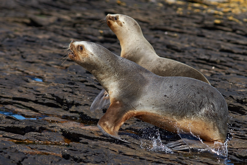 Southern Sea Lions - Carcass Island