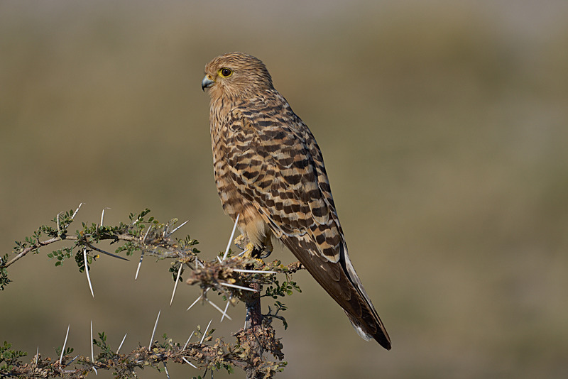  - Etosha National Park - September 2024