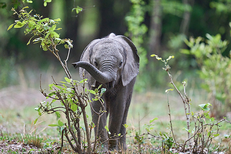  - South Luangwa National Park - November 2024
