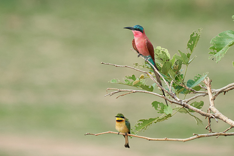 Southern Carmine Bee-eater and Little Bee-eater - South Luangwa National Park - Nov 2023