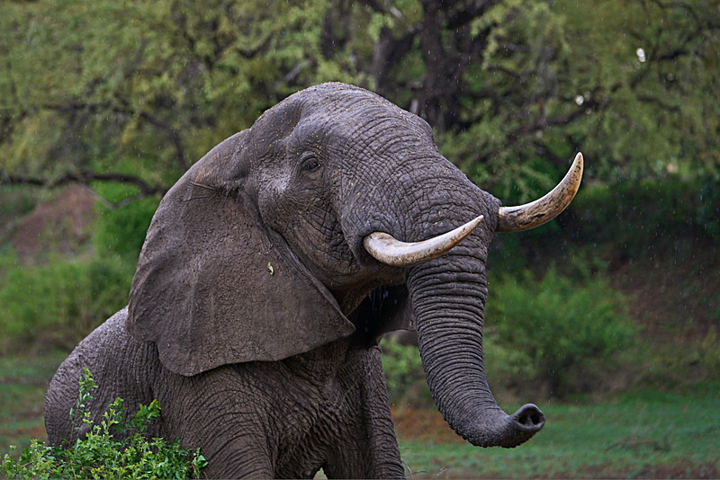  - South Luangwa National Park - Nov 2023