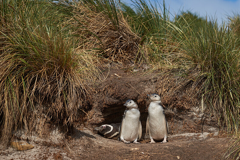 12 - ARPS Panel - Wildlife of the Falkland Islands